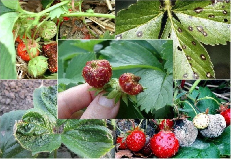 memproses strawberi pada musim gugur dari perosak dan penyakit