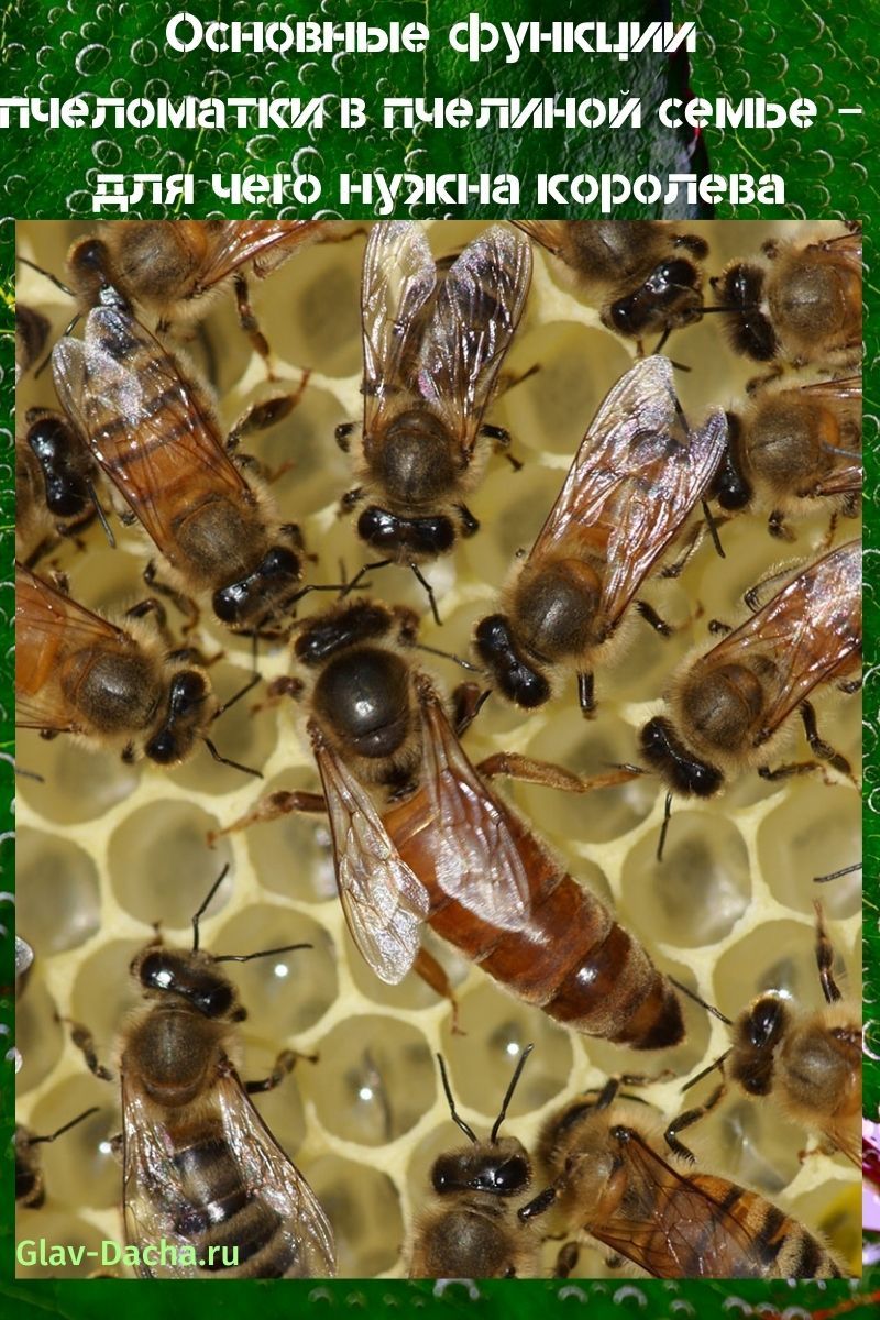 albină într-o familie de albine