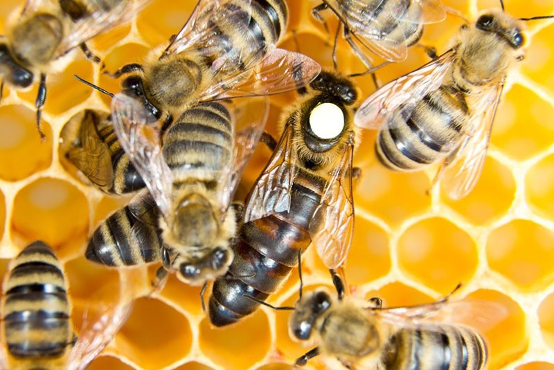 vi skelner dronningsbien fra almindelige bier
