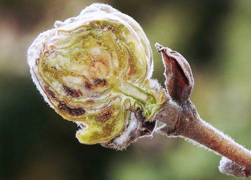 mite-affected currant bud