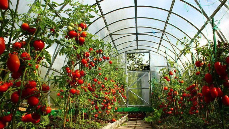 dyrking av tomater i et drivhus av polykarbonat