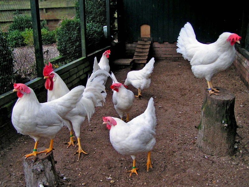 Foto y descripción de los pollos de Leghorn