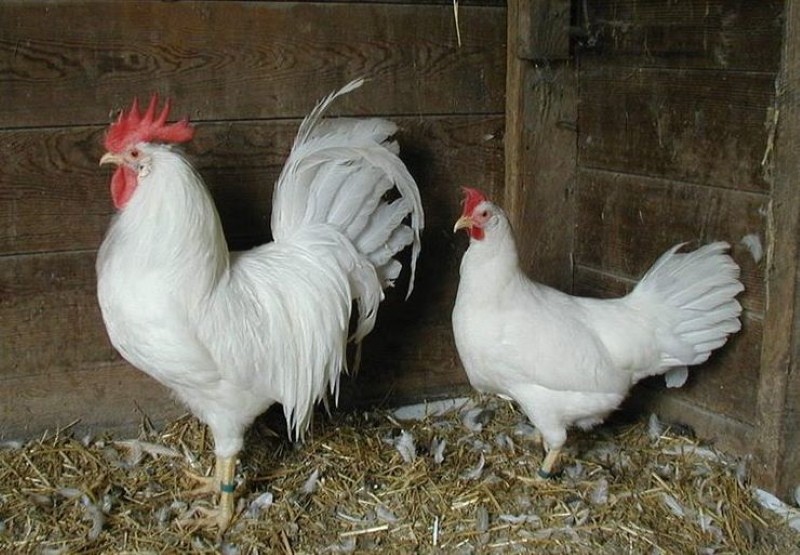 fehér Leghorn csirkék