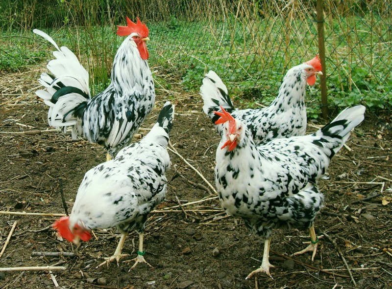 pollos Leghorn manchados