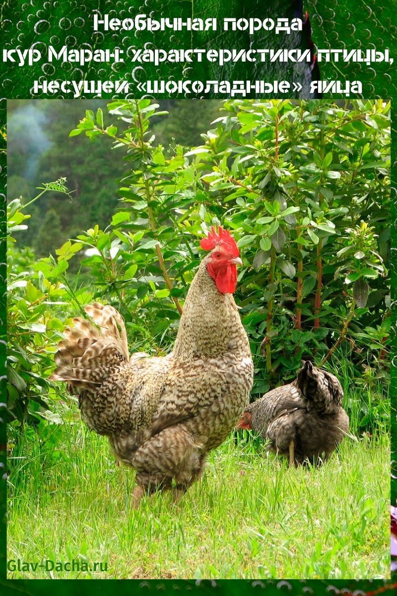 ras av kycklingar Maran egenskaper