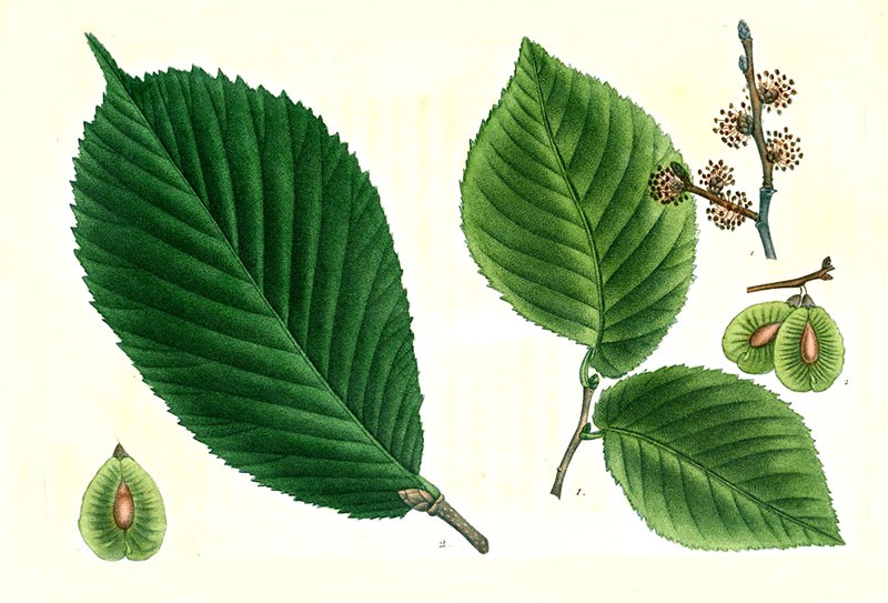 lá và hạt cây du