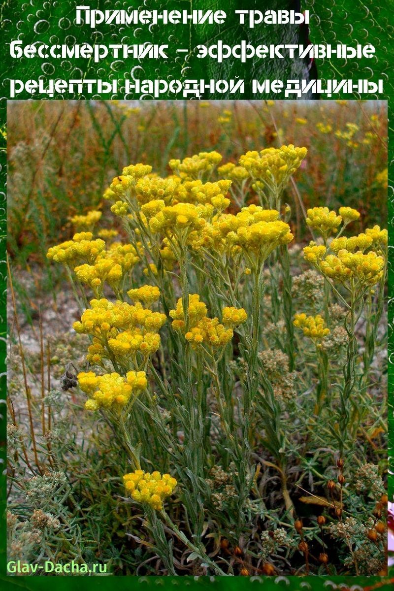 application of the herb immortelle