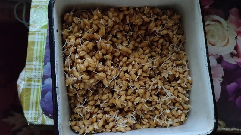 how to germinate wheat