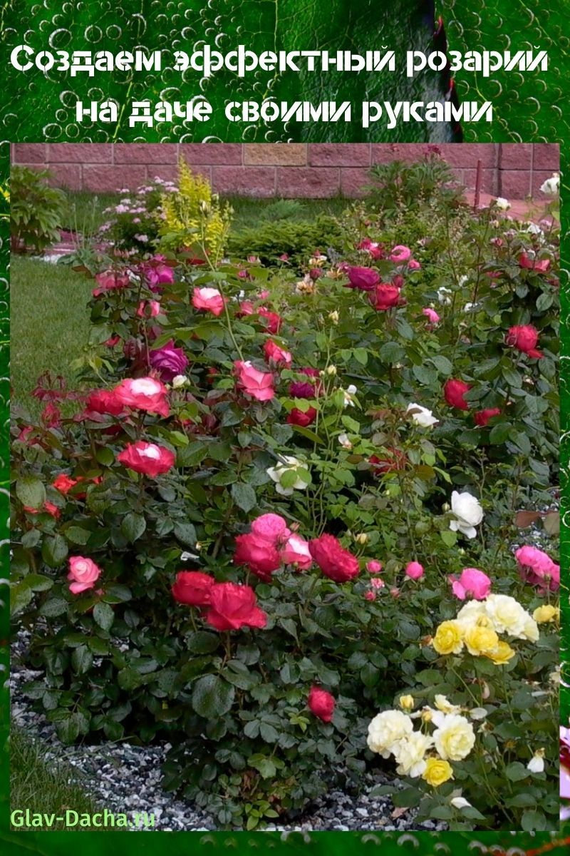ružová záhrada pre domácich majstrov v krajine