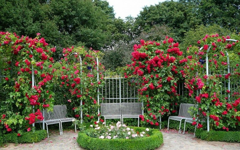 حديقة الورود بأيديهم في منزل ريفي في منطقة الترفيه