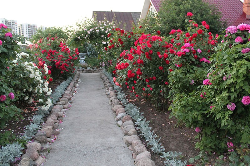 decoration of the suburban area with roses