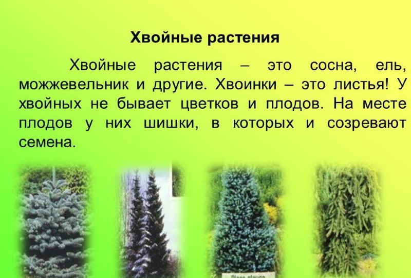 classificatie van coniferen