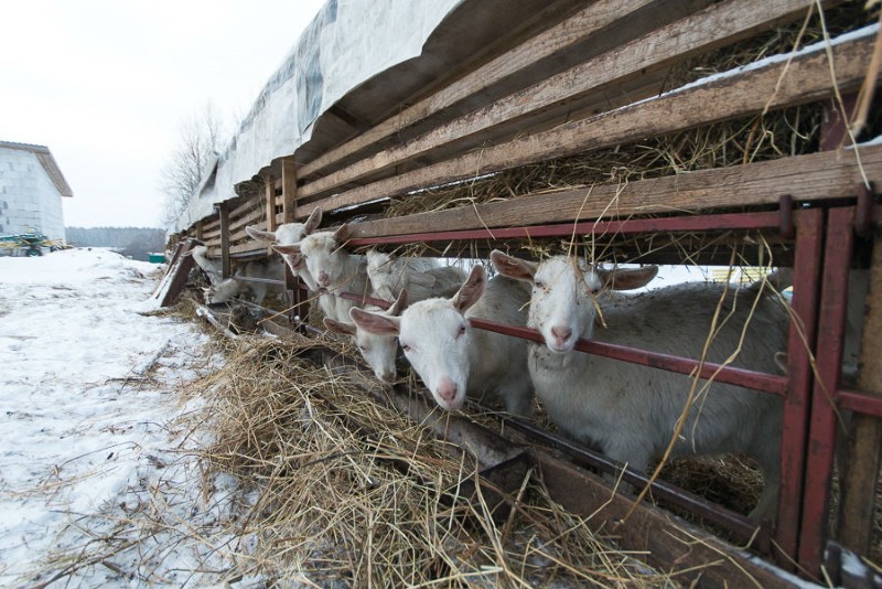 garder les chèvres en hiver sans chauffage