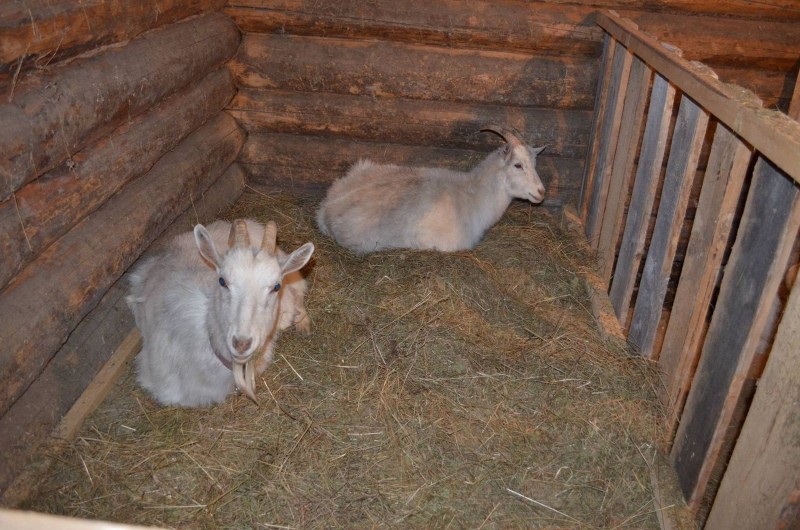 maison de chèvre pour la garde d'hiver