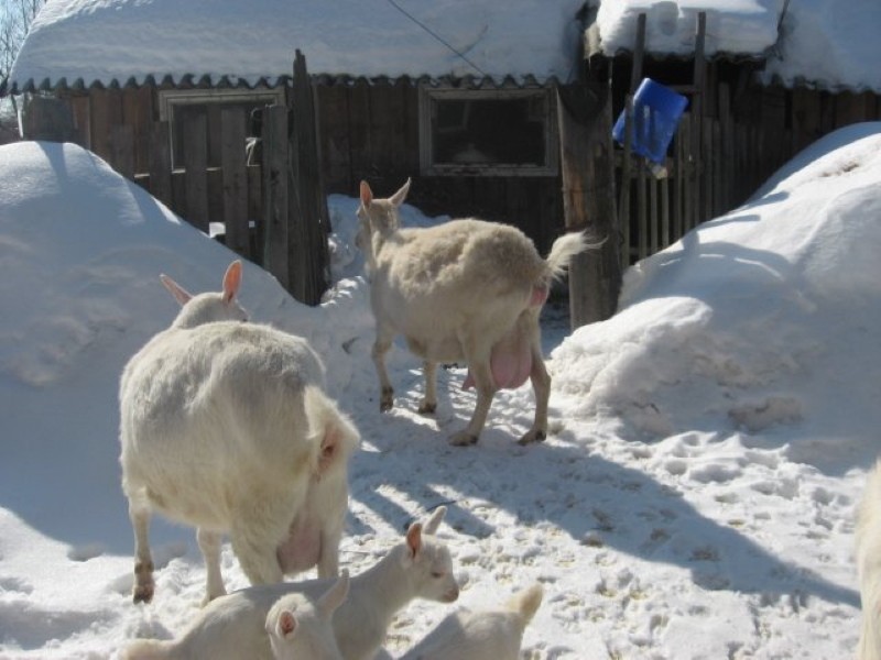 teren zimowych spacerów kóz