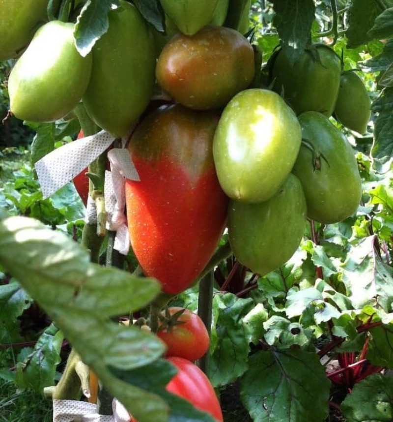tomaatti persilja puutarhuri