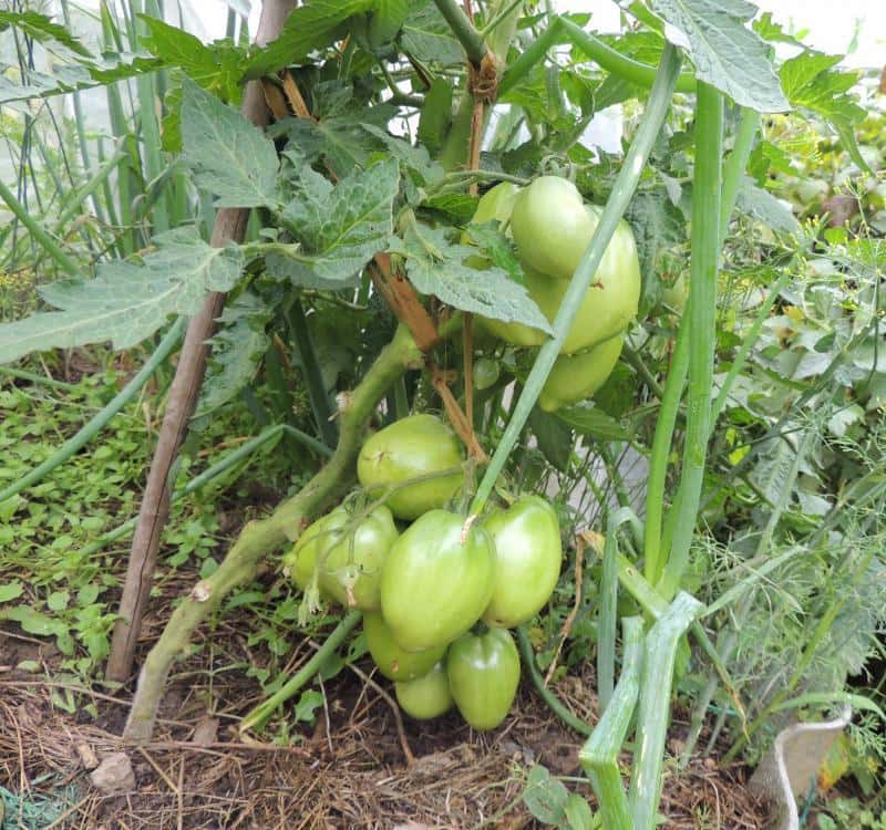 Tomaten Busch Petersilie Gärtner
