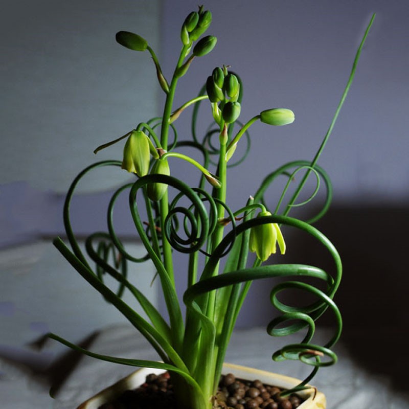 ดอก trachyandra