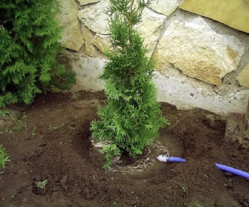 how to plant thuja