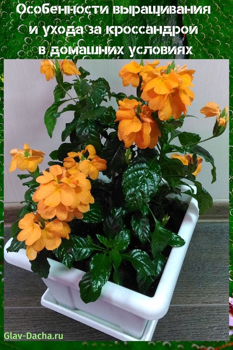 care for crossandra at home