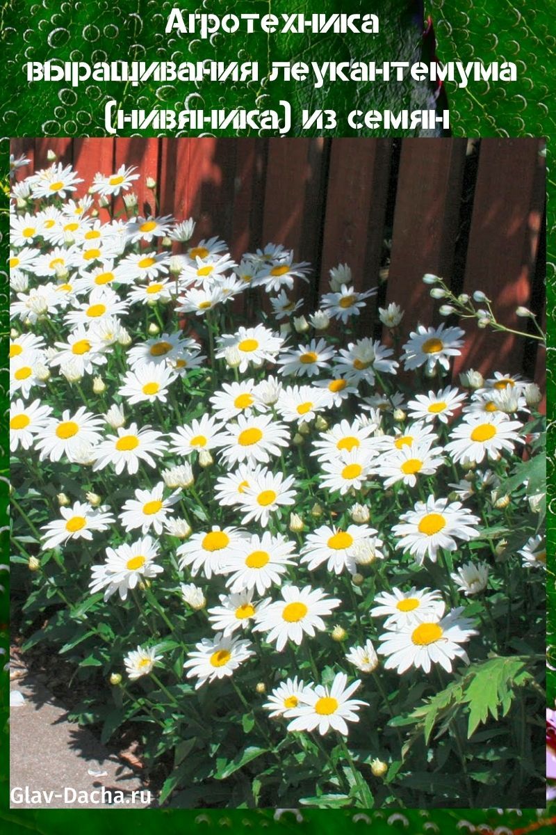 growing leucanthemum (sycamore) from seeds