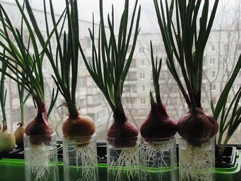 growing onions on a feather at home in water