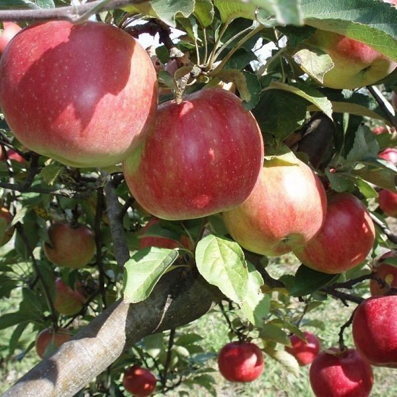 penerangan pelbagai jenis pokok epal