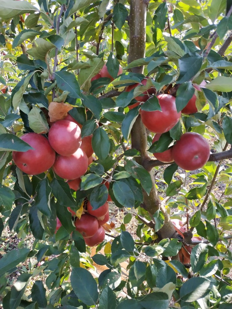 apple tree idared