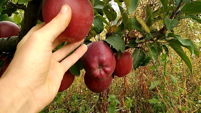 ябълково дърво ричард