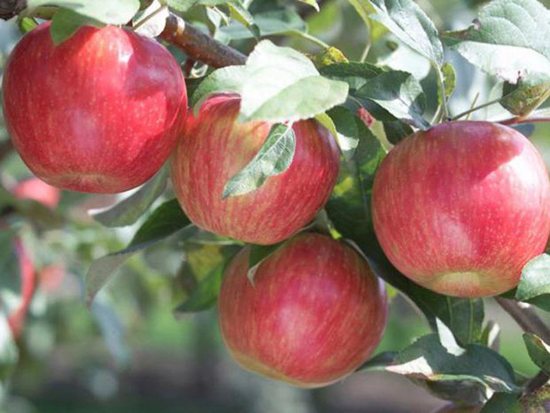 description de la variété de pomme safran