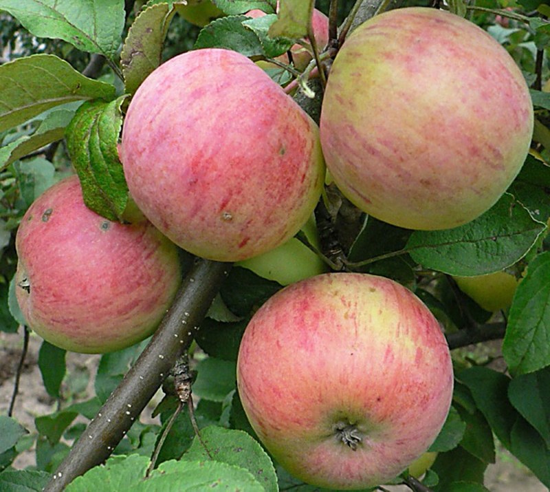 elma safranı türleri