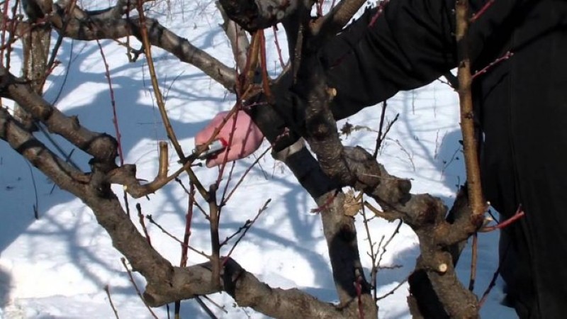 betakarítás alma dugványok oltásra tavasszal