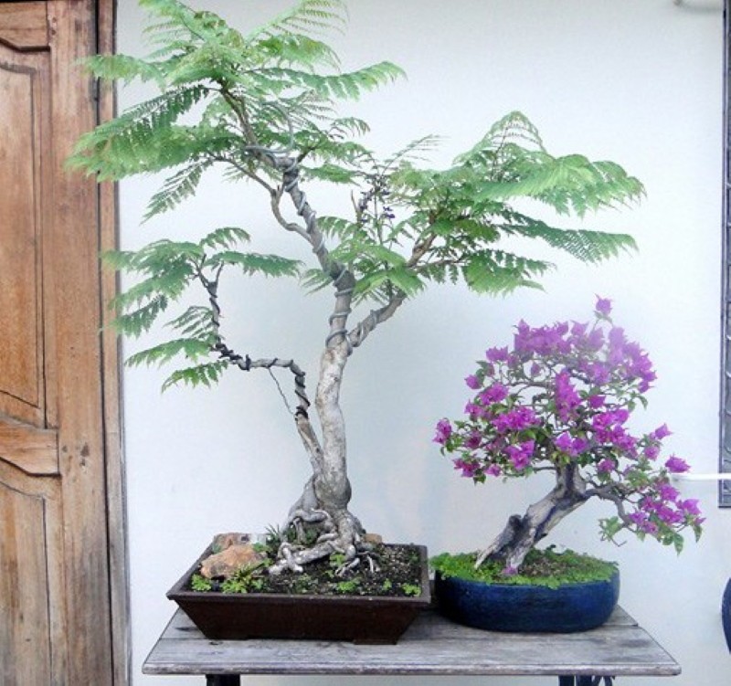 bonsai di jacaranda