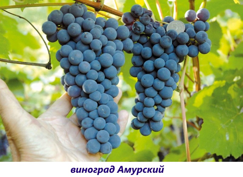 Amur szőlőfajta