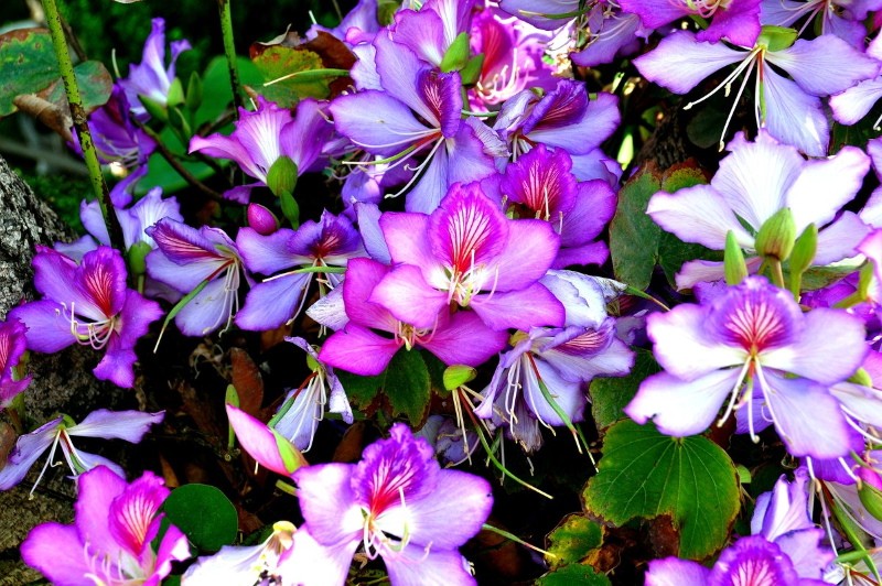 bauhinia en fleurs