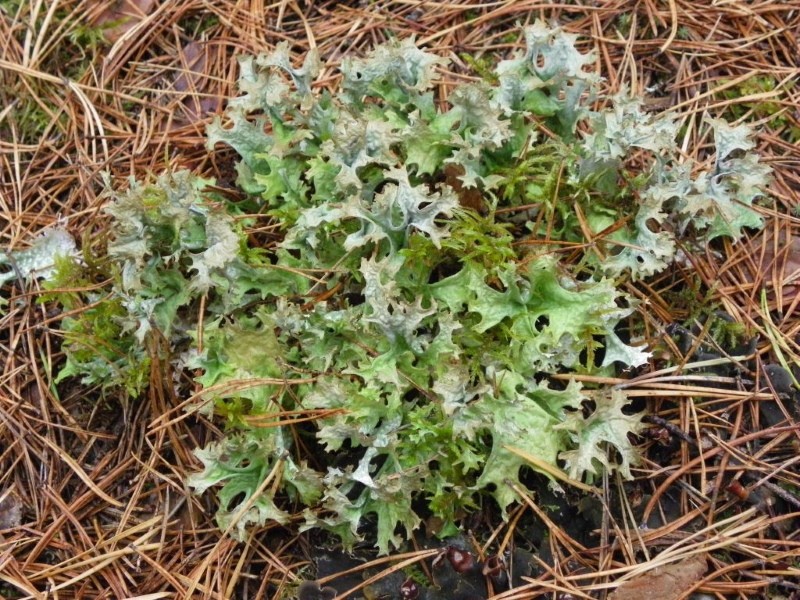 cetraria icelandic moss