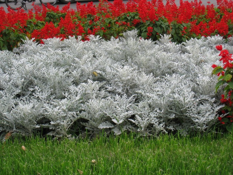 cineraria ασημί στον κήπο