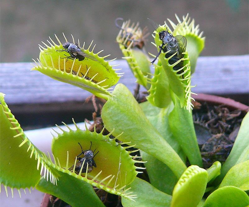 dionea venus flytrap