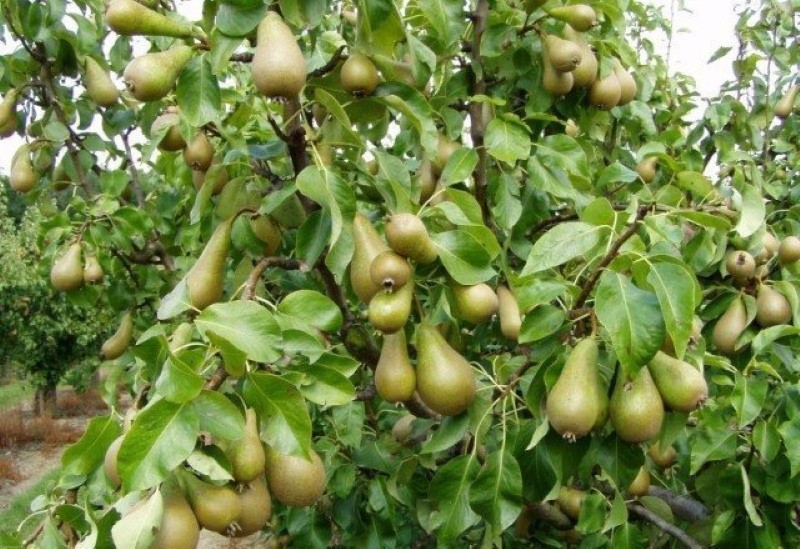 conference pear variety