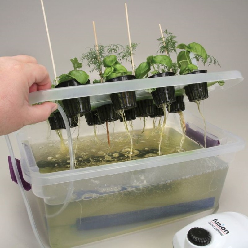 yeşillik yetiştirmek için hidroponik bitki