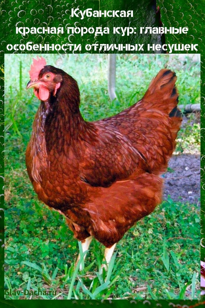 Raça de pollastres de color vermell Kuban