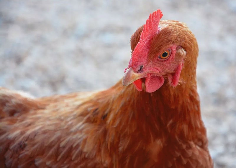 odporna na stres rasa kurczaków