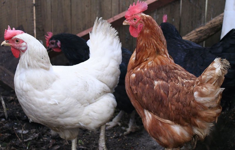 hens Hisex Brown and Hisex White