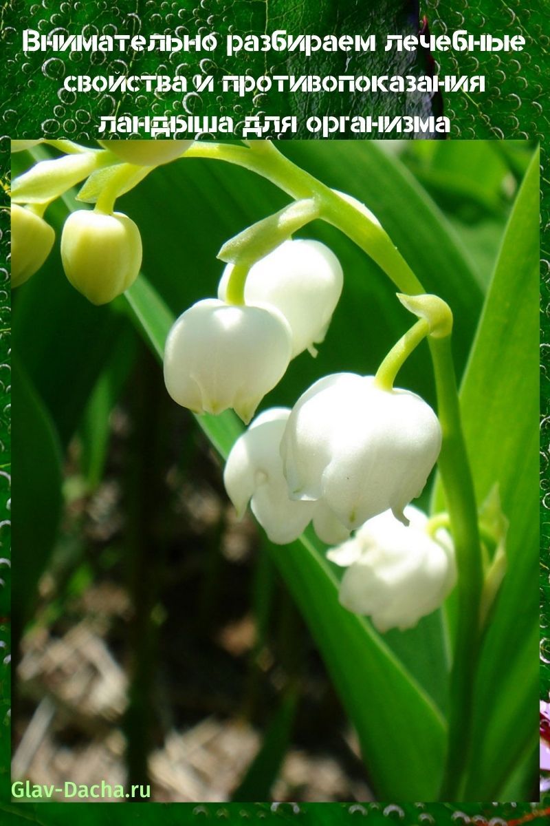 medicinal properties and contraindications of lily of the valley
