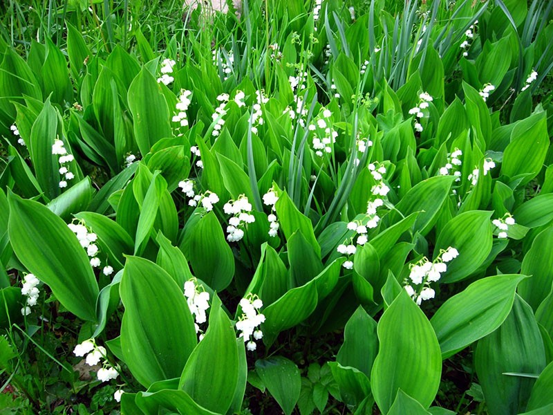 meadow of lilies of the valley