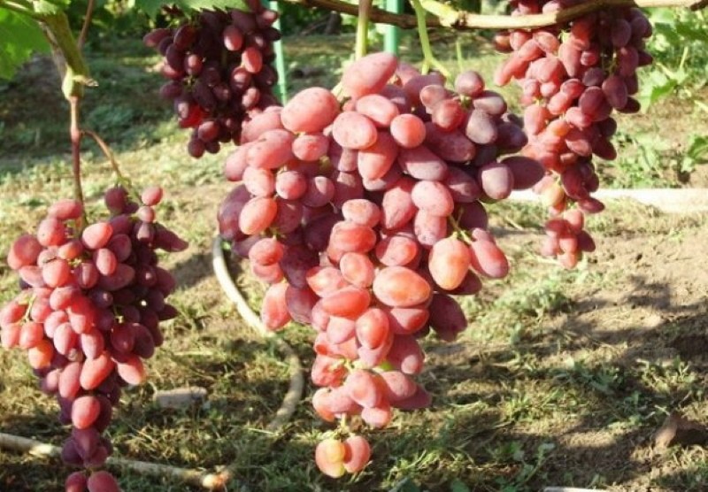 fedetlen szőlő a moszkvai régió fajtáihoz