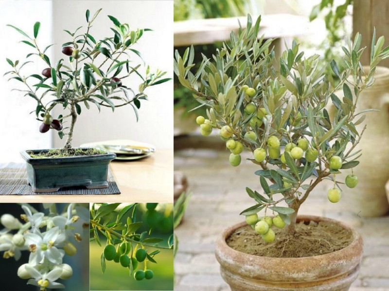 маслиново дърво