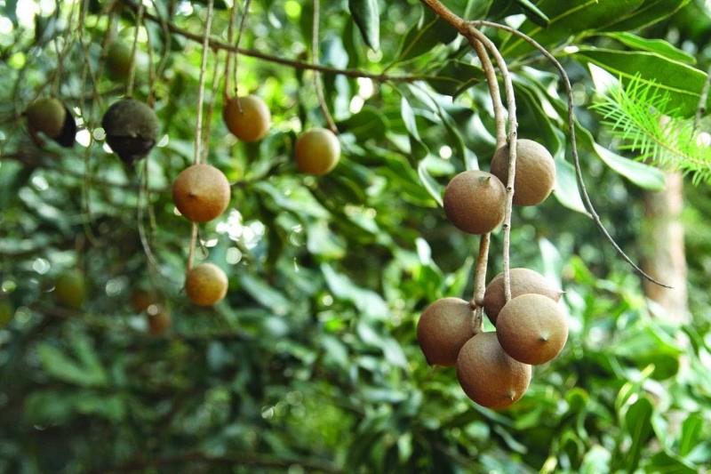 como crece la nuez de macadamia