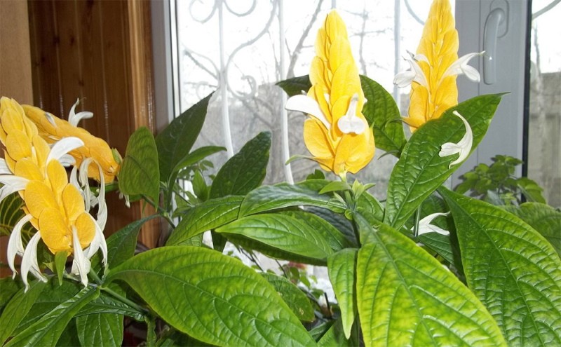 çiçekli sarı pachystachis