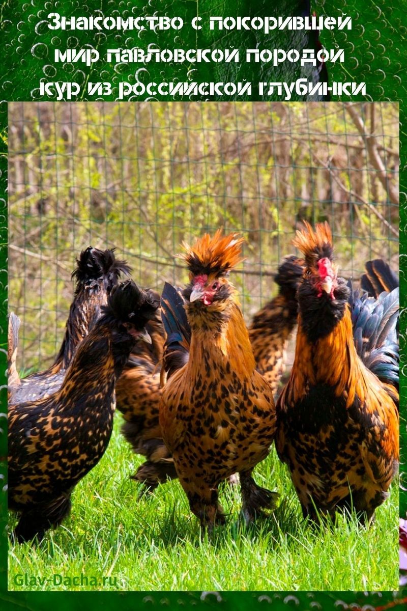 Pavlovsky ras av kycklingar